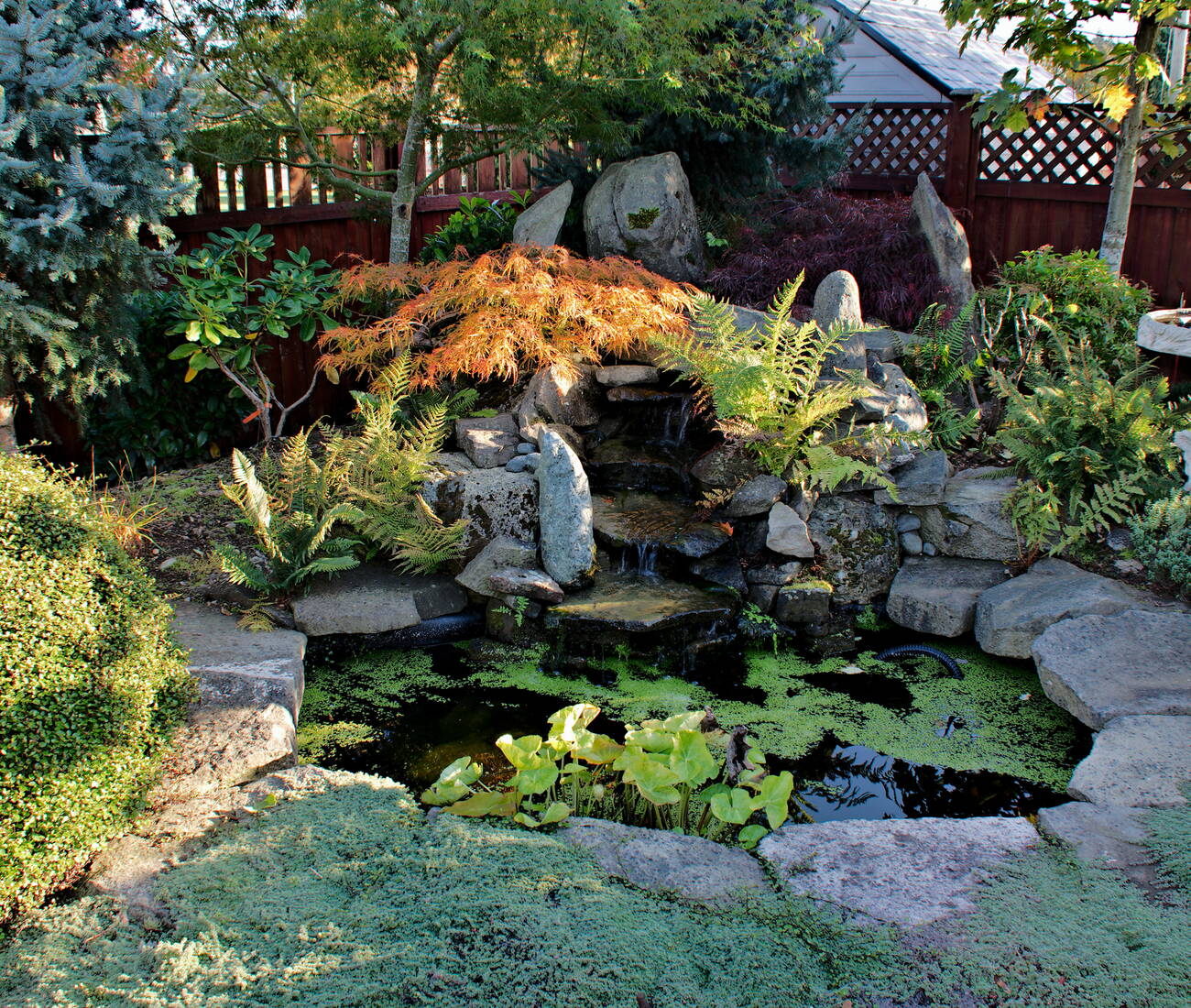 Gartenteich mit Wasserfall, Steinen und Bepflanzung